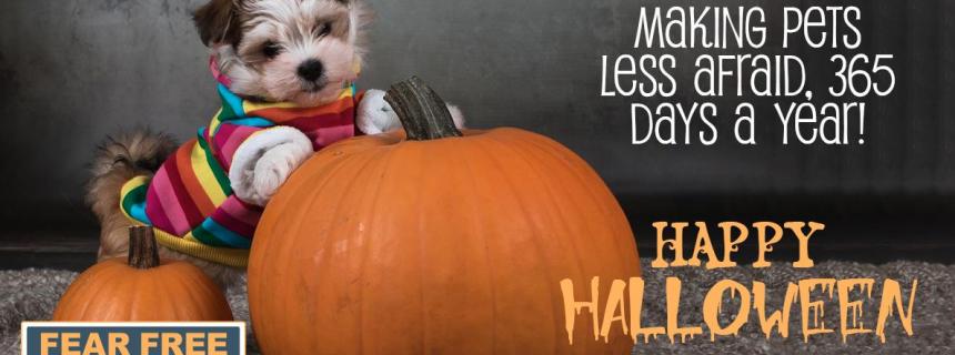 Fear Free Halloween Tips for your Pets