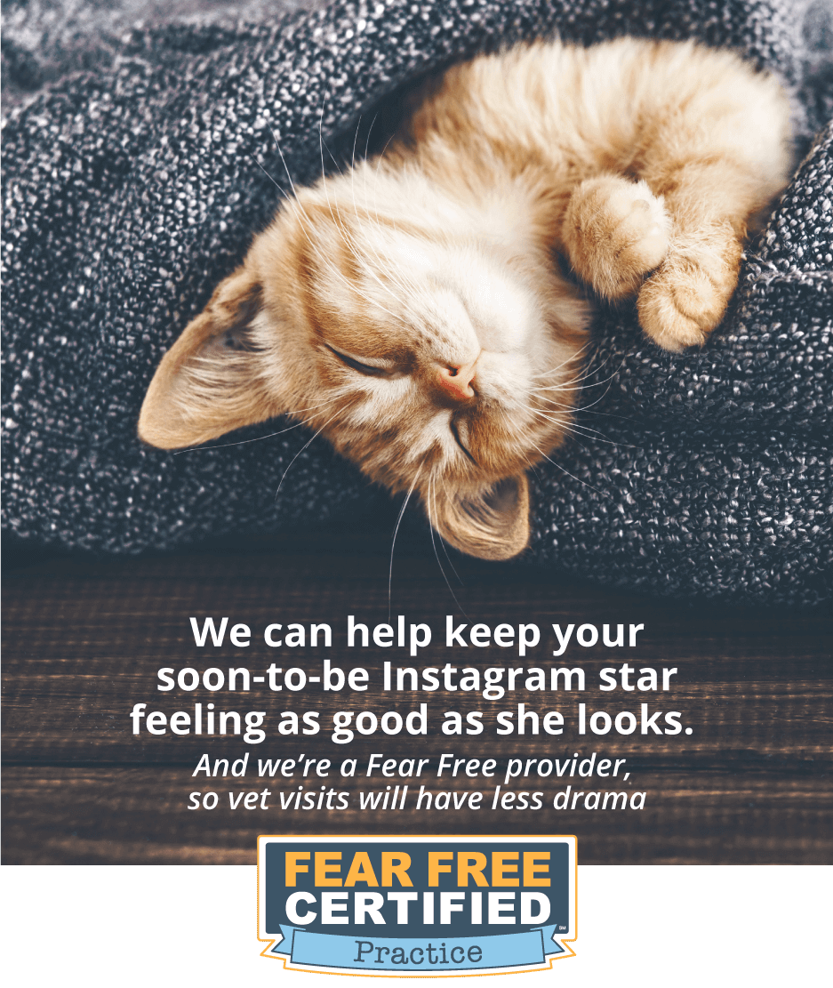 Fear Free Certified